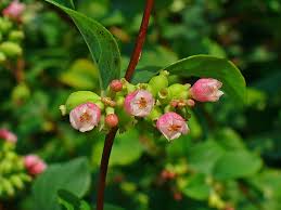 Attēlu rezultāti vaicājumam “Symphoricarpos albus flower”