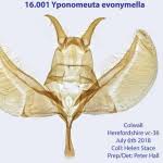 Attēlu rezultāti vaicājumam “Yponomeuta evonymella”