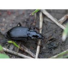 Attēlu rezultāti vaicājumam “Limodromus assimilis”