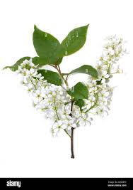 Attēlu rezultāti vaicājumam “Prunus padus var. roseiflora flower”