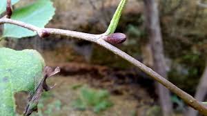 Attēlu rezultāti vaicājumam “Alnus glutinosa bud”