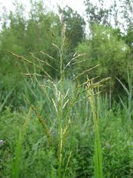 Attēlu rezultāti vaicājumam “Glyceria maxima”