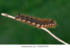 Attēlu rezultāti vaicājumam “Lasiocampa quercus imago”