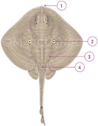 Image result for Raja radula