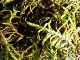 Attēlu rezultāti vaicājumam “Pseudoscleropodium purum”