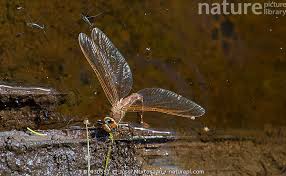 Attēlu rezultāti vaicājumam “Aeshna grandis”