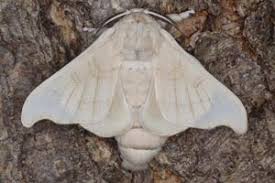 Attēlu rezultāti vaicājumam “Endromidae”