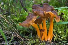 Attēlu rezultāti vaicājumam “Cantharellus lutescens”