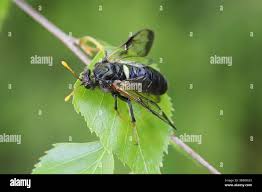 Attēlu rezultāti vaicājumam “Cimbex femoratus imago”