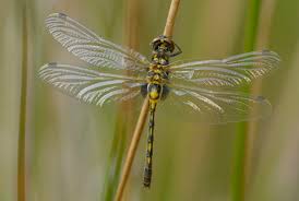 Attēlu rezultāti vaicājumam “Leucorrhinia dubia male”