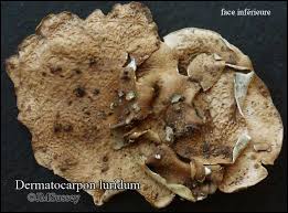 Attēlu rezultāti vaicājumam “Dermatocarpon luridum”