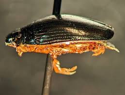 Attēlu rezultāti vaicājumam “Gyrinidae”