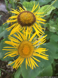 Image result for Telekia speciosa