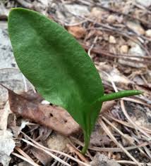 Attēlu rezultāti vaicājumam “Ophioglossum vulgatum”