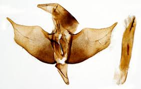 Attēlu rezultāti vaicājumam “Diurnea lipsiella male”