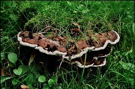 Attēlu rezultāti vaicājumam “Heterobasidion parviporum”