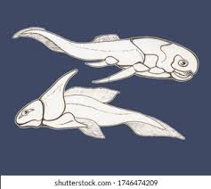 Attēlu rezultāti vaicājumam “Placodermi”