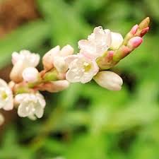 Attēlu rezultāti vaicājumam “Persicaria maculosa”