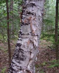 Attēlu rezultāti vaicājumam “Betula papyrifera”