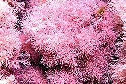 Attēlu rezultāti vaicājumam “Collaria rubens young”