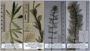 Attēlu rezultāti vaicājumam “Myriophyllum alterniflorum leaf”