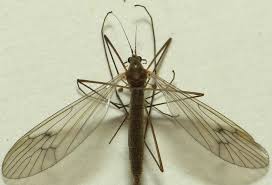 Attēlu rezultāti vaicājumam “Trichocera regelationis”