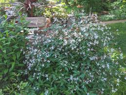 Attēlu rezultāti vaicājumam “Gillenia trifoliata flower”