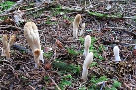 Attēlu rezultāti vaicājumam “Podostroma leucopus”