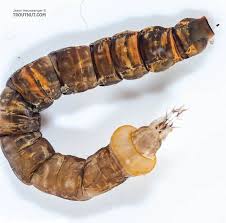 Attēlu rezultāti vaicājumam “Limoniidae”