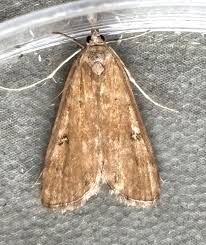 Attēlu rezultāti vaicājumam “Parapoynx stratiotata male”