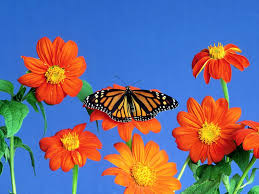 Free Wallpaper Desktop