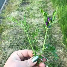 Attēlu rezultāti vaicājumam “Vicia hirsuta fruit”