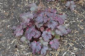Image result for Heuchera `Midnight Rose`