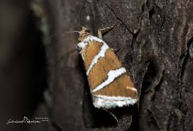 Attēlu rezultāti vaicājumam “Deltote bankiana”