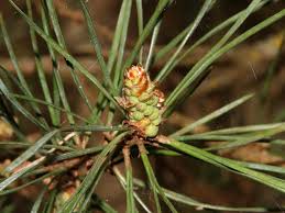 Attēlu rezultāti vaicājumam “Pinus sylvestris leaf”