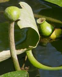 Attēlu rezultāti vaicājumam “Nuphar lutea fruit”