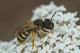 Attēlu rezultāti vaicājumam “Chimabachidae”