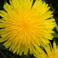 Attēlu rezultāti vaicājumam “Taraxacum officinale aggr.”