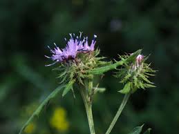 Attēlu rezultāti vaicājumam “Saussurea esthonica”