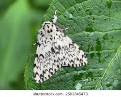 Attēlu rezultāti vaicājumam “Lymantria monacha imago”