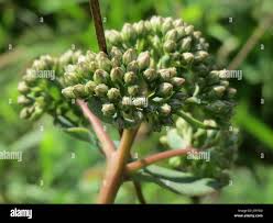 Attēlu rezultāti vaicājumam “Hylotelephium telephium bud”