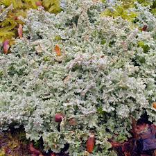 Attēlu rezultāti vaicājumam “Cladonia parasitica”
