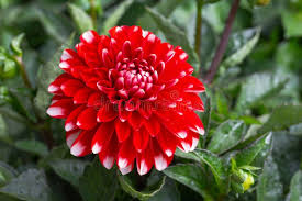 Image result for Dahlia x pinnata `Redskin`