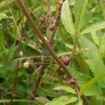 Attēlu rezultāti vaicājumam “Cardamine bulbifera”