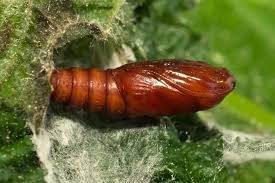 Attēlu rezultāti vaicājumam “Notocelia uddmanniana”