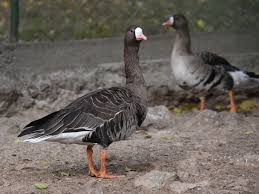 Attēlu rezultāti vaicājumam “Anser albifrons”