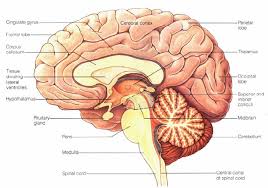 Image result for map of the brain