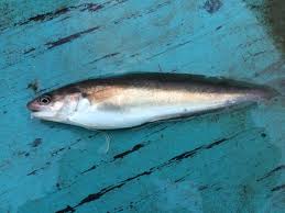 Image result for Microgadus tomcod