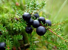 Attēlu rezultāti vaicājumam “Empetraceae”