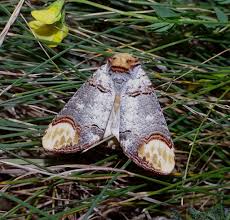 Attēlu rezultāti vaicājumam “Phalera bucephala”